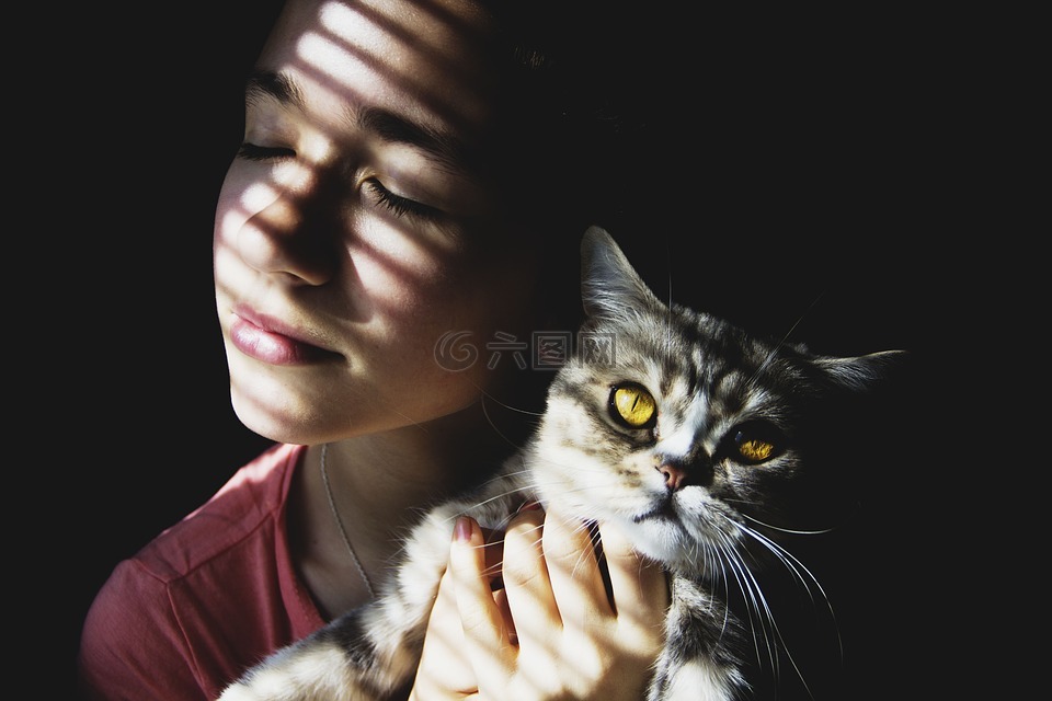 美女猫图片 美女猫素材 美女猫模板免费下载 六图网