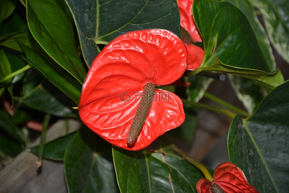 植物,掌andreanum,红色