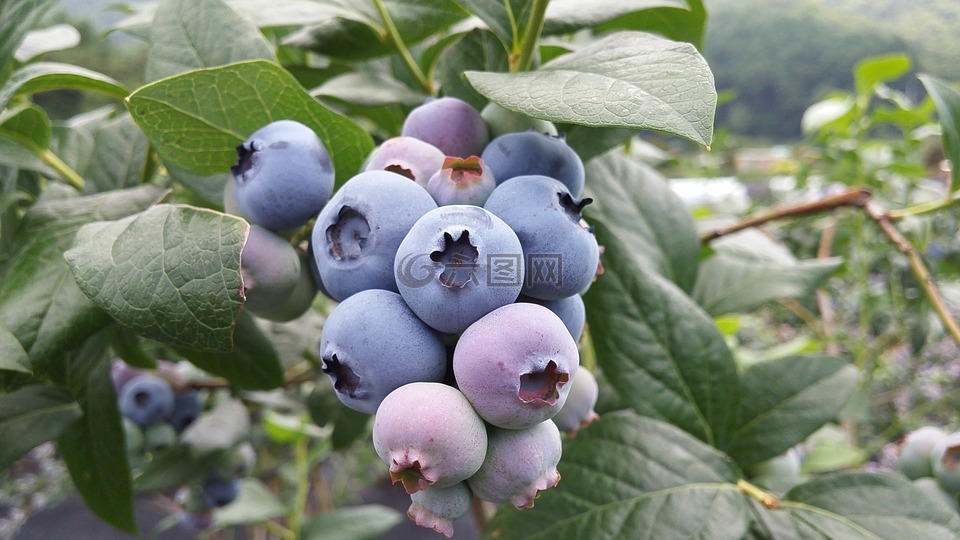 蓝莓,蓝莓果实,紫色水果