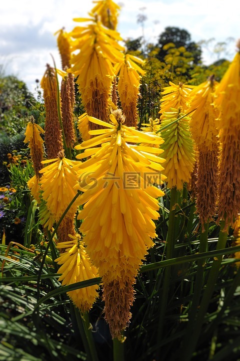 狐尾的百合花,黄色的花,花园