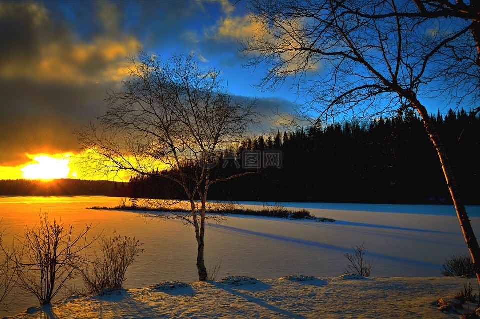 冬天风景,日落,树