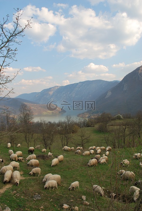 羊群的羊,群羊在德里纳河上,景观