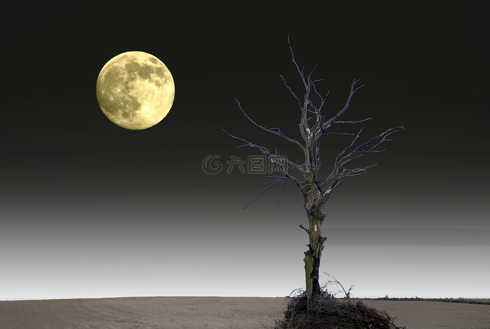 孤独的树,月亮,丰满的