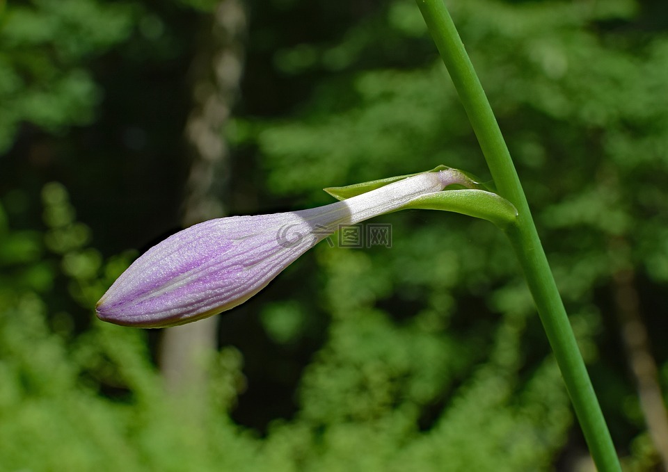 芭蕉莉莉蕾,百合,玉簪