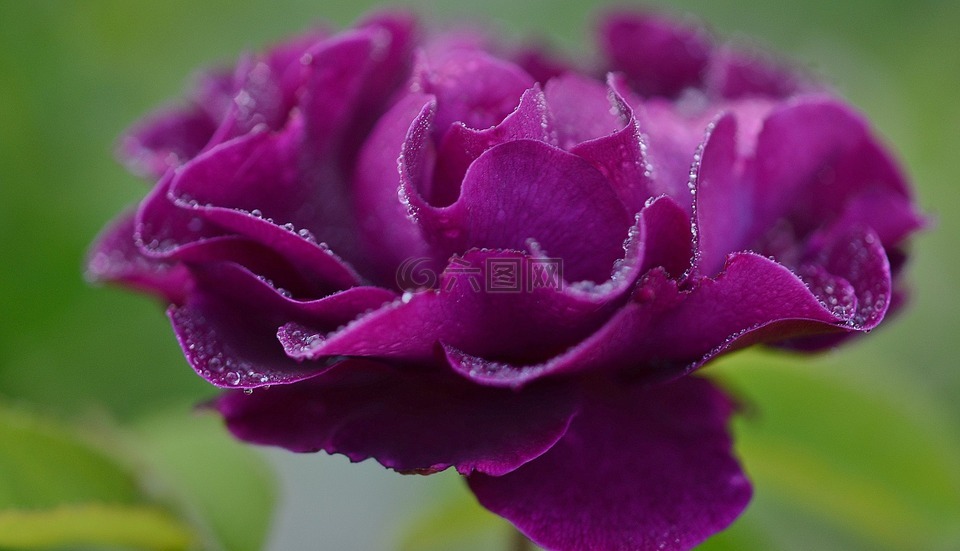 玫瑰,紫色,花