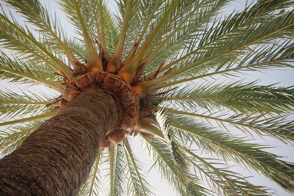 棕榈树,棕榈叶,热带
