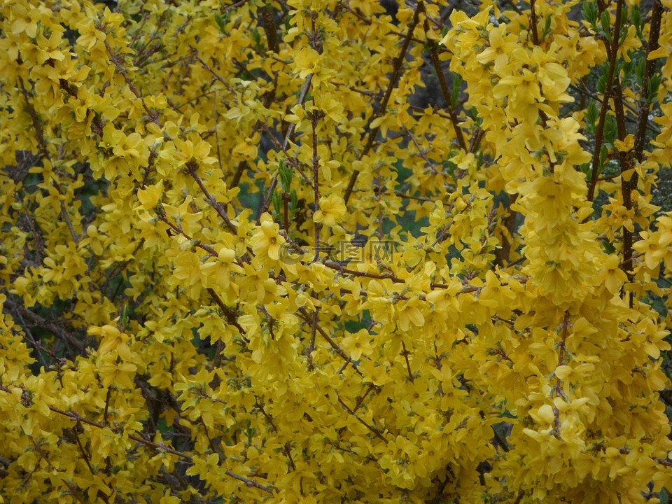 黄色,连翘,观赏灌木
