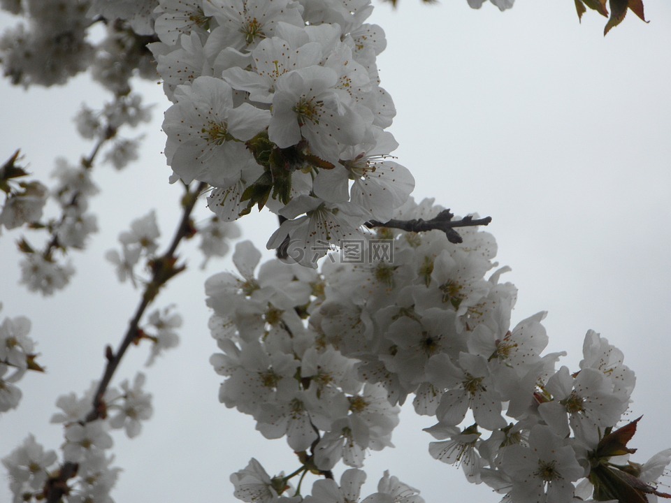 树,梅花,盛开
