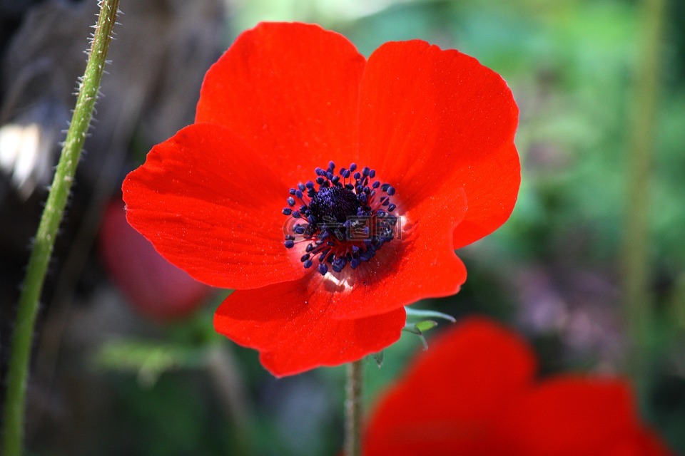 銀蓮花花紅色