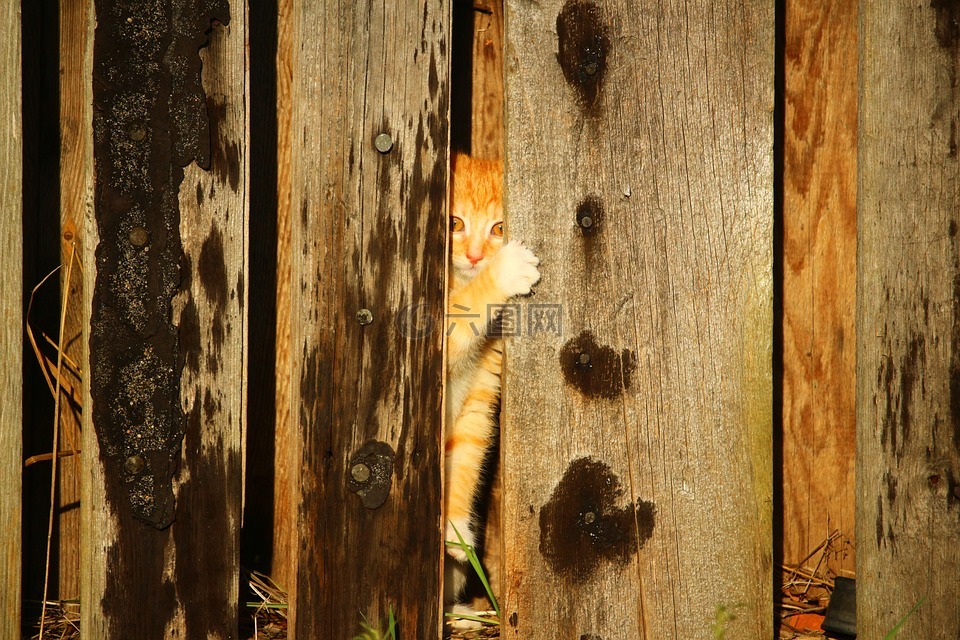 猫,小猫,木墙