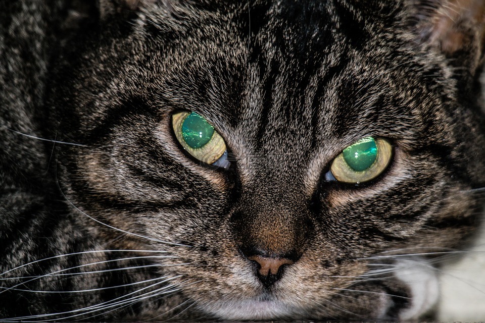 猫,眼睛,蛋白石