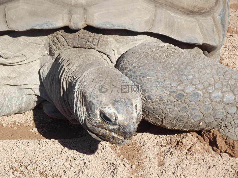亚达伯拉象龟,巨人,爬行动物