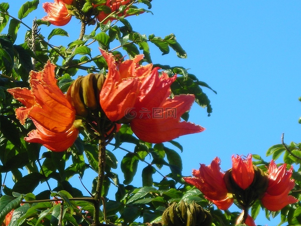 非洲人,郁金香树,鲜花