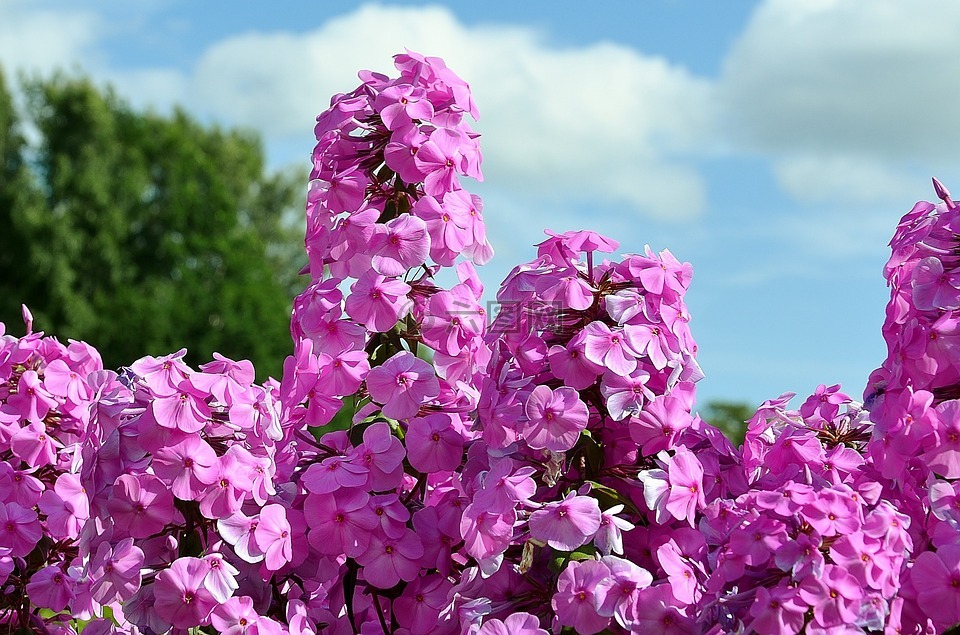 liliac,布什,花