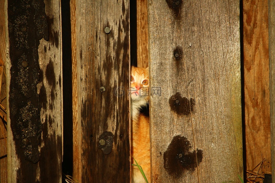 猫,小猫,木墙