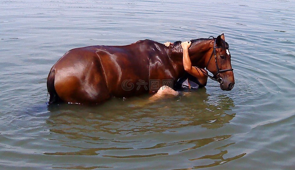 马,洗澡,水