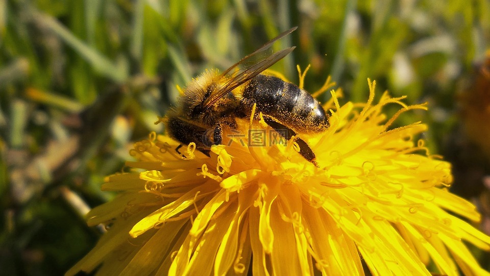 蜜蜂,勤奋,pameliška
