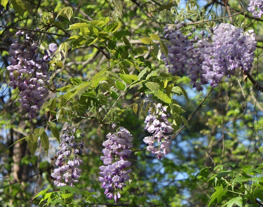 紫藤,鲜花,wysteria