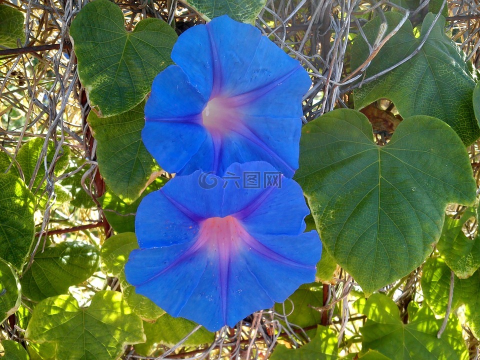 蓝色,花,早上的喜悦