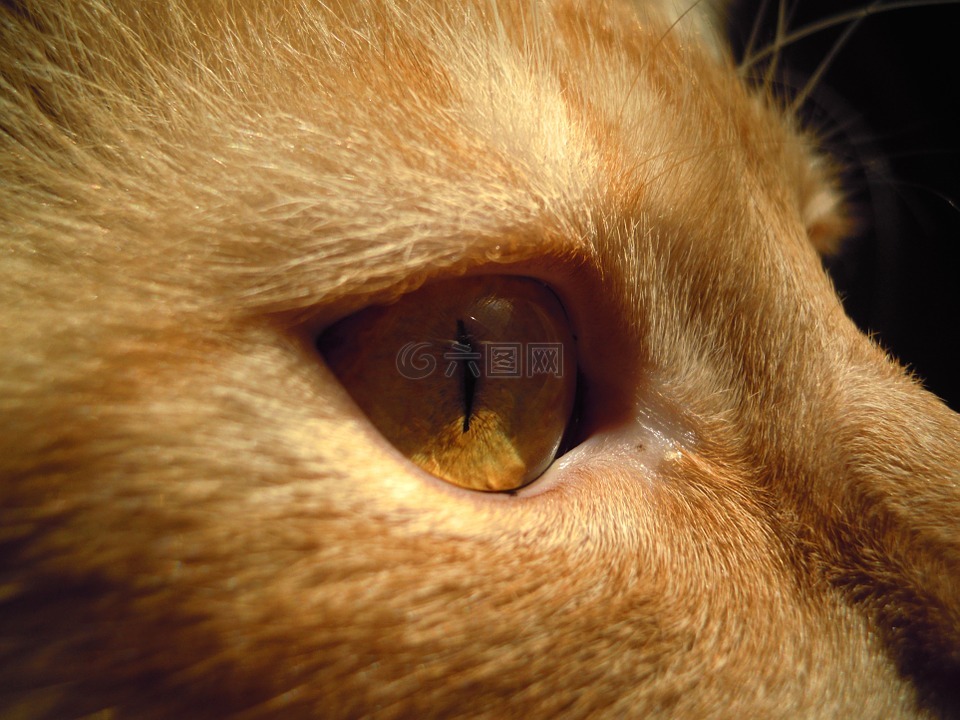 猫,tomcat的,眼