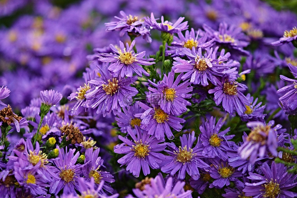 herbstastern,asters,秋季