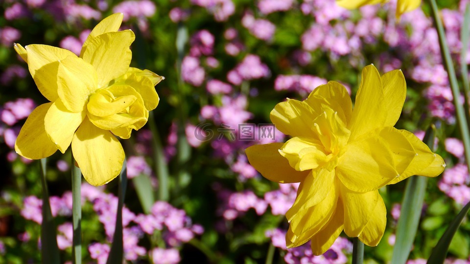 春天,春天的花朵,阳光