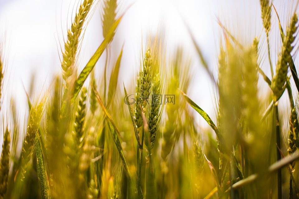 麦田,小麦,国家
