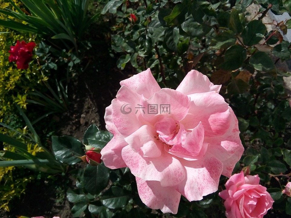 罗莎,植物,花的颜色粉色