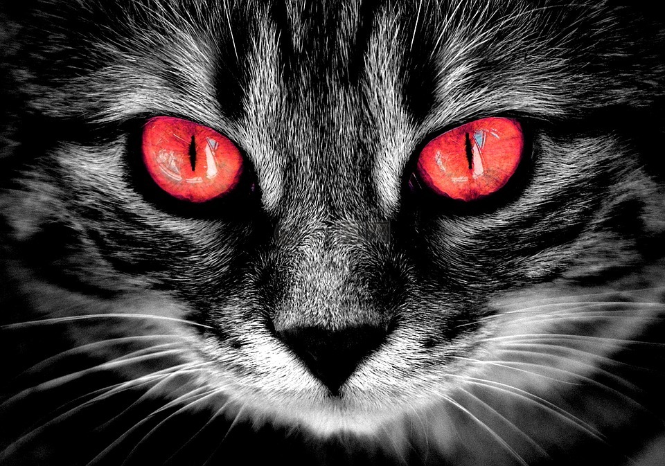 猫,令人毛骨悚然,火红色的眼睛