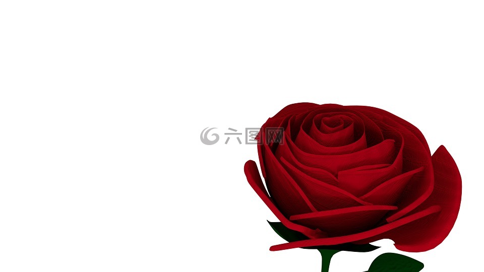 玫瑰,红色,浪漫