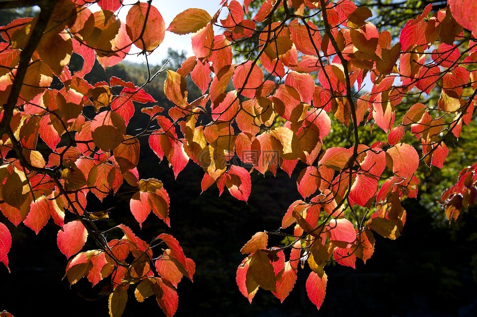 吉pia的国家,秋天的树叶,步行