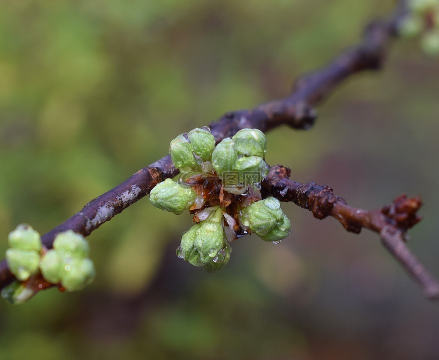 樱花芽有雨,雨点,雨芽