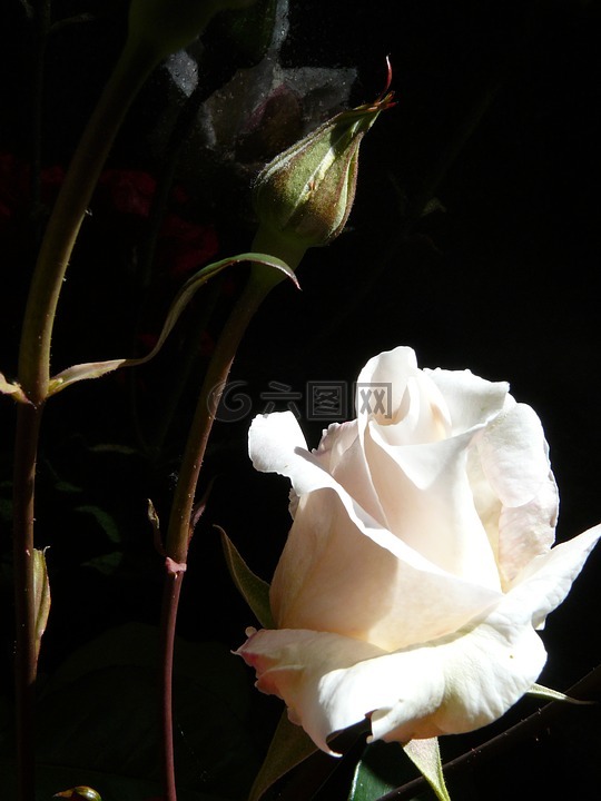 玫瑰,白玫瑰,花