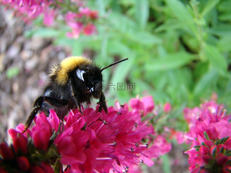 熊蜂,昆虫,花卉