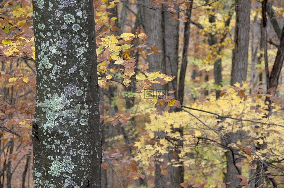 秋天,森林,季节性