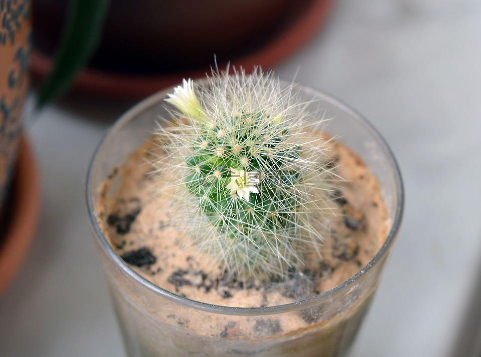 mammillaria,仙人掌花,仙人掌