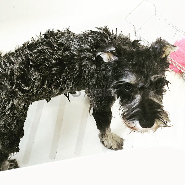 狗,schnauzer,洗澡时间