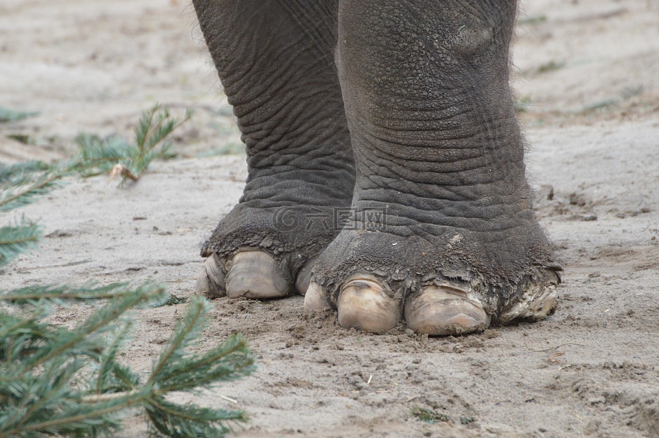 大象,脚,撕