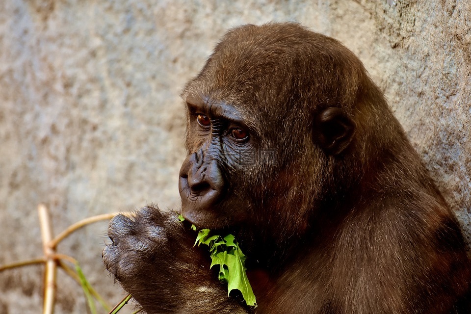 大猩猩,饲喂,饿了