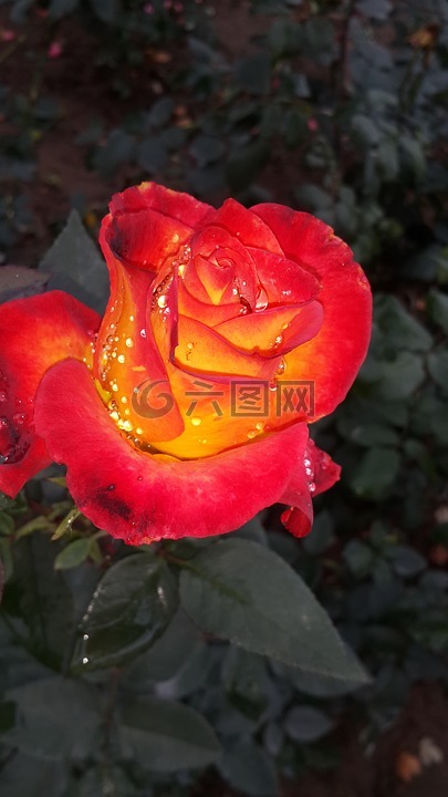 花,玫瑰,大自然的美