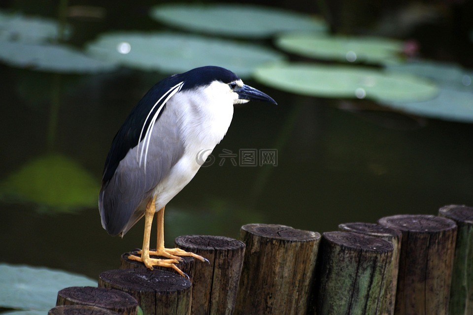 夜鷺 暗光鳥 動物高清图库素材免费下载 图片编号 六图网