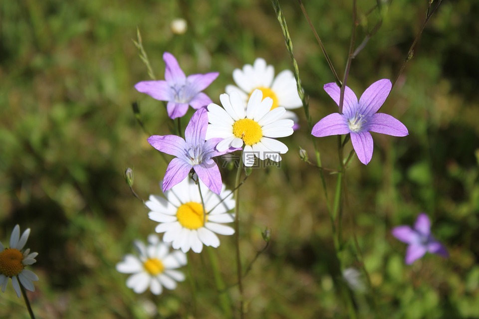 野花,雏菊,花