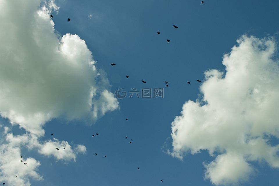 云,天空,飞的鸟