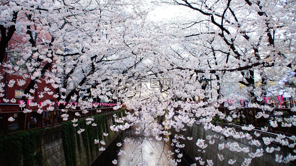 樱桃,东京,城市景观
