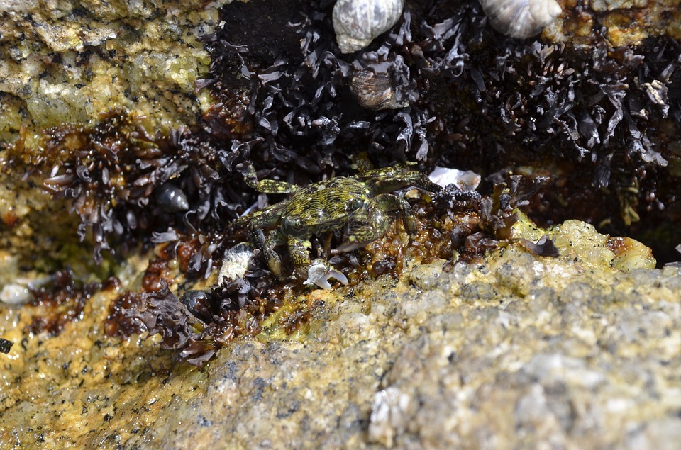 阿西洛马-tidepools,蟹,海洋