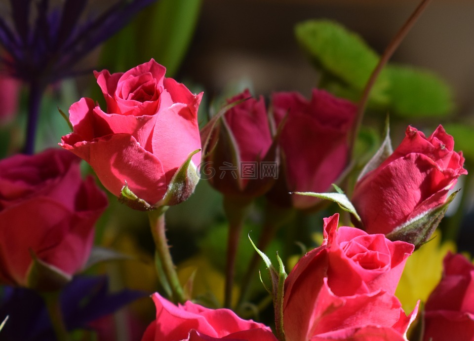 微型红玫瑰,花束,花