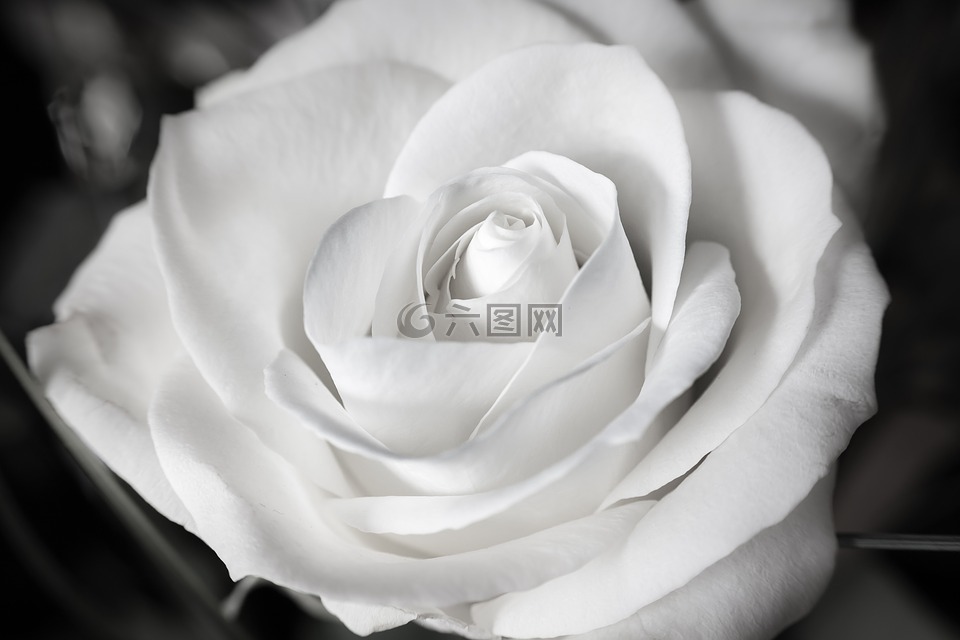 玫瑰,白,婚礼
