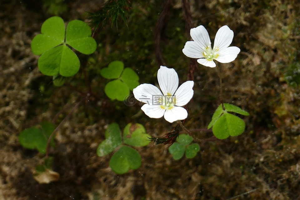 常见木材红褐色,野花,开花