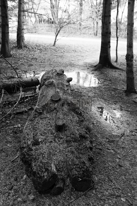 景观,黑色白色,树