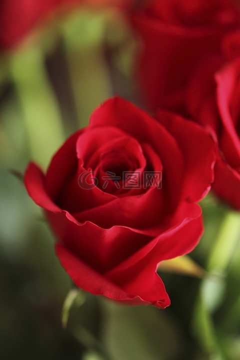 玫瑰,红色,花